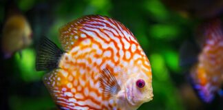 Dlaczego korzeń w akwarium pleśnieje? Dlaczego korzeń w akwarium pleśnieje?