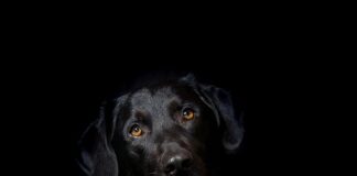 Czy hybrydę można odpalić na kable?