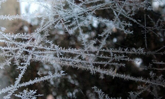 Czy konserwy mięsne można mrozić?