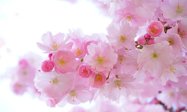 Czy muszę mieć rośliny w akwarium?