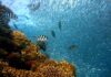Co zrobić aby ratować rafy koralowe?
