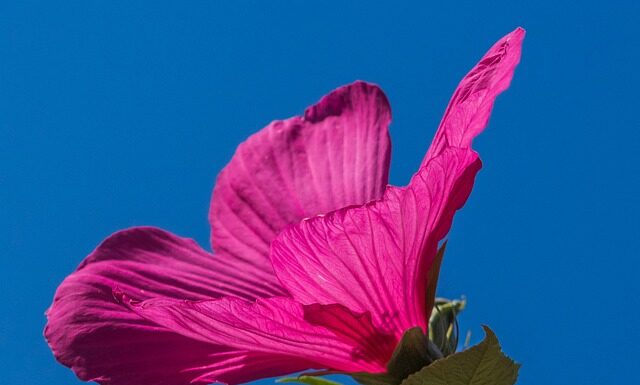 Na co jest dobra herbata z hibiskusa?