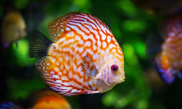 Jak ułożyć kamienie w akwarium?