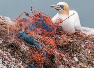 Co się dzieje gdy umiera mózg? Co się dzieje gdy umiera mózg?