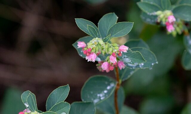 Co rozpuszcza woskowinę w uchu?
